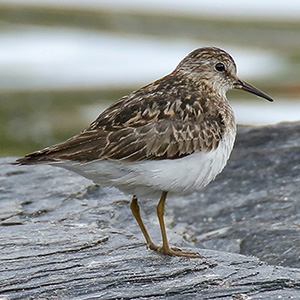 Temminck's Stint